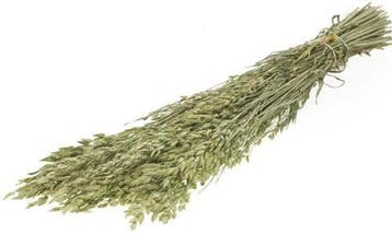 Bromus Secalinus SB Natural Groen droogbloemen, Ophalen of Verzenden, Nieuw