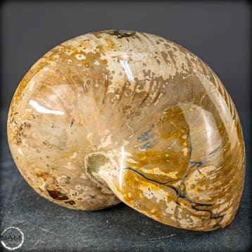 Natuurlijk Nautilus Fossil - Breedte: 12.5 cm- 2477.31 g, Verzamelen