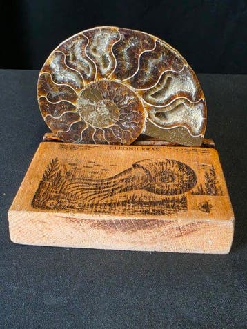 Ammoniet - Gefossiliseerd dier - Cleoniceras Ammonite