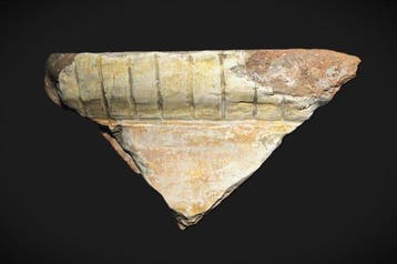 Oud-Romeins Terracotta Fragment van een muur met stucwerk