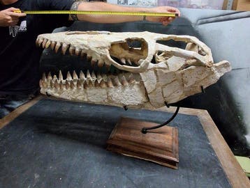 Zeereptiel - Fossiele schedel - Mosasaurus sp. - 32 cm - 80, Verzamelen