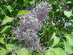 Syringa vulgaris / josikae / chinensis Sering, Ophalen of Verzenden, 100 tot 250 cm