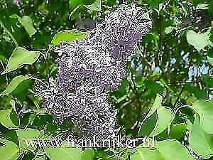 Syringa vulgaris / josikae / chinensis Sering, Ophalen of Verzenden, 100 tot 250 cm