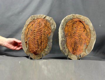 Grote fossiele trilobiet - Gefossiliseerd dier -