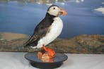 Papegaaiduiker Taxidermie volledige montage - Fratercula, Nieuw