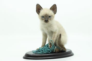 Kat Taxidermie volledige montage - Felis catus - 25 cm - 12