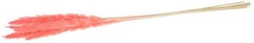 Pampas Grass Jaxx Pink 65-75 cm 6 stuks, Ophalen of Verzenden, Nieuw