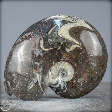 Indrukwekkend fossiel goniatit-ammoniet-exemplaar uit, Verzamelen, Mineralen en Fossielen