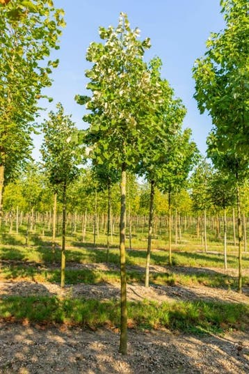 Tilia tomentosa hoogstam 14/16