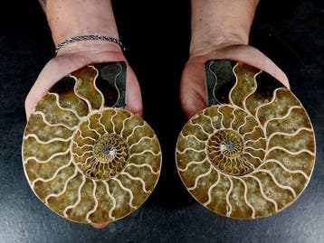 Nautiloidea - Gefossiliseerd dier - cleoniceras in sezione -, Nieuw