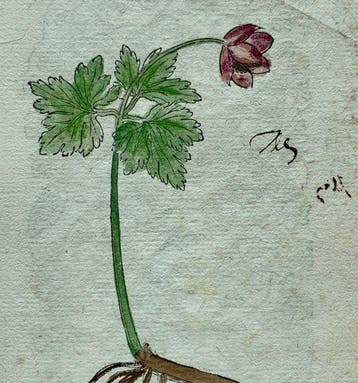 Leonhart Fuchs - Primi de stirpium historia commentariorum