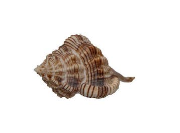 Elegante stekelslak: Siratus perelegans (80 mm) –, Nieuw