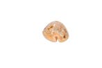 zeldzame Kauri-slak $$$ GEM $$$ Topstaat §§§ Taxidermie, Nieuw
