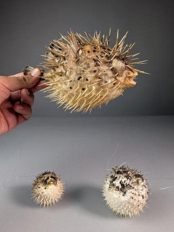 Prachtige stekelvissen Taxidermie volledige montage -, Nieuw