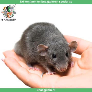 Jonge handtamme dwergratten te koop!, Dieren en Toebehoren, Meerdere dieren, Rat, Tam