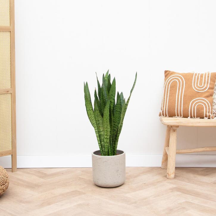 Green Bubble - Sansevieria Silverflame - 90cm - Ø21 cm, Huis en Inrichting, Kamerplanten, Ophalen of Verzenden