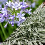 Agapanthus Silver Moon - Zilverkaars - Wortelgoed - 5 stu, Verzenden