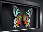 Vlinder Taxidermie volledige montage - Urania Ripheus - 15