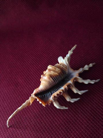 Zeeslak Zeeschelp - S-461 LAMBIS SCORPIUS (Zonder, Antiek en Kunst