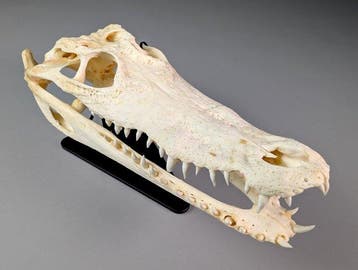 Siamees krokodil (ALLEEN EU-bieders) Schedel - Crocodylus, Nieuw