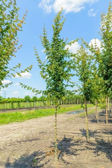 Acer campestre Elsrijk hoogstam