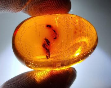 FOSSlL-AMAZING!! Dominicaans amber- 12.5 g