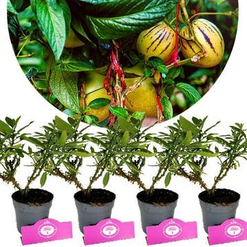Solanum Muricatum Pepino Gold + pot 9cm 4 pcs, Verzenden, Volle zon