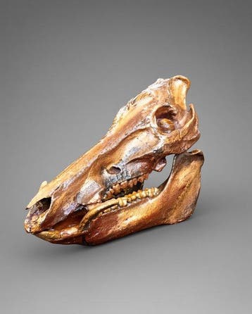 Wild zwijn Schedel van een zoogdier - Sus scrofa - 25 cm -