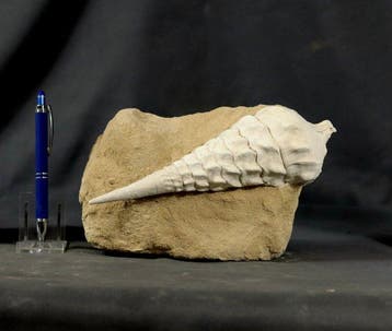 decoratieve gigantische fossiele schelp - Gefossiliseerd, Verzamelen, Mineralen en Fossielen