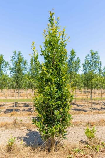 Quercus x warei Regal Prince beveerd 4-6
