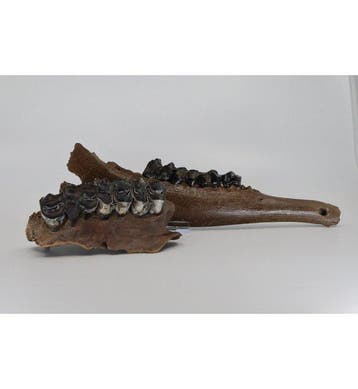 Sinomegaceros sp. - Gefossiliseerde kaak - Sinomegaceros -