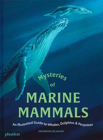 Mysteries Of Marine Mammals | Amandine Delaunay | Nieuw, Ophalen of Verzenden, Nieuw, Amandine Delaunay