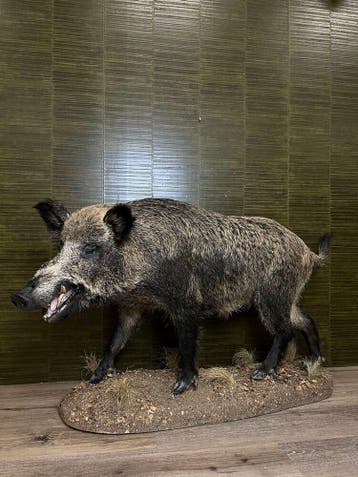Keiler - Wild Zwijn Taxidermie Opgezette Dieren By Max, Verzamelen, Dierenverzamelingen, Ophalen of Verzenden, Nieuw, Wild dier