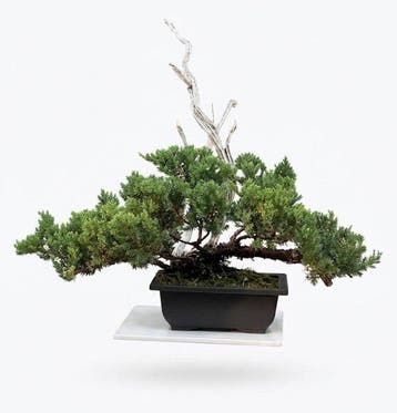 Jeneverbes bonsai (Juniperus) - Hoogte (boom): 36 cm -