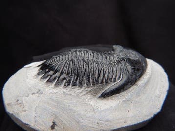 Trilobiet - Fossiel skelet - Hollardops mesocristata - 6.5