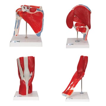 Anatomie model gewrichten met spieren (schouder, heup, k..., Nieuw