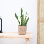 Green Bubble - Sansevieria Laurentie - 45cm - Ø12 cm, Ophalen of Verzenden