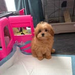 Klein, schattig maltipom meisje, mag gelijk verhuizen, Dieren en Toebehoren, Parvo, Overige rassen, 8 tot 15 weken, Teef