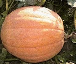 Atlantic Giant Yellow reuzepompoen basiseenheid, Ophalen of Verzenden, Nieuw