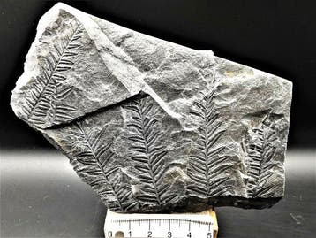 Varen - Gefossiliseerde plant - Alethopteris lonchitica