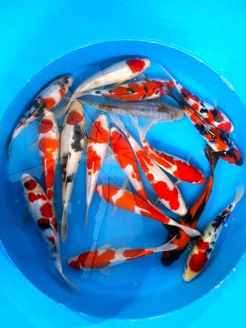 Hirasawa Marusei 22-27cm (Japanse Koi), Karper of Koi