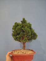 Hinoki cipres bonsai (Chamaecyparis obtusa) - Hoogte (boom):, Antiek en Kunst