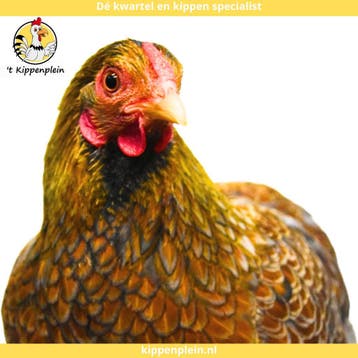 Wyandotte Kriel - Jonge Hennen te Koop - Handtam, Dieren en Toebehoren, Vrouwelijk, Kip