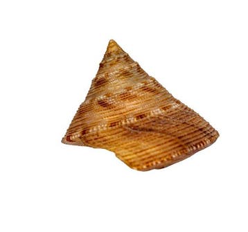 Calliostoma formosense 50 mm schelp zeeslak -, Verzamelen, Nieuw
