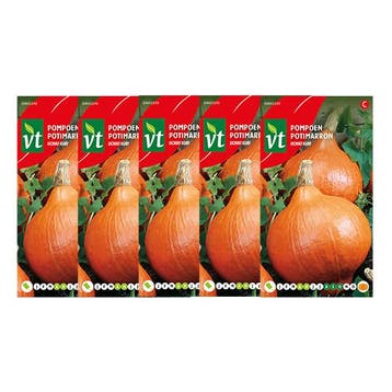 Pompoenzaad | VT | 5 stuks (Hokkaido), Verzenden