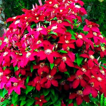 Clematis Niobe” Sierplanten, Donkerrood, Verzenden, Overige soorten, Struik
