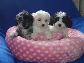 ZULKE DROPPIES !! VROLIJKE MALTEZER x DWERGPOEDEL PUPPIESS, Parvo, 8 tot 15 weken, Meerdere, Meerdere dieren