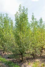 Salix alba meerstammig 200-250, Tuin en Terras, Planten | Tuinplanten