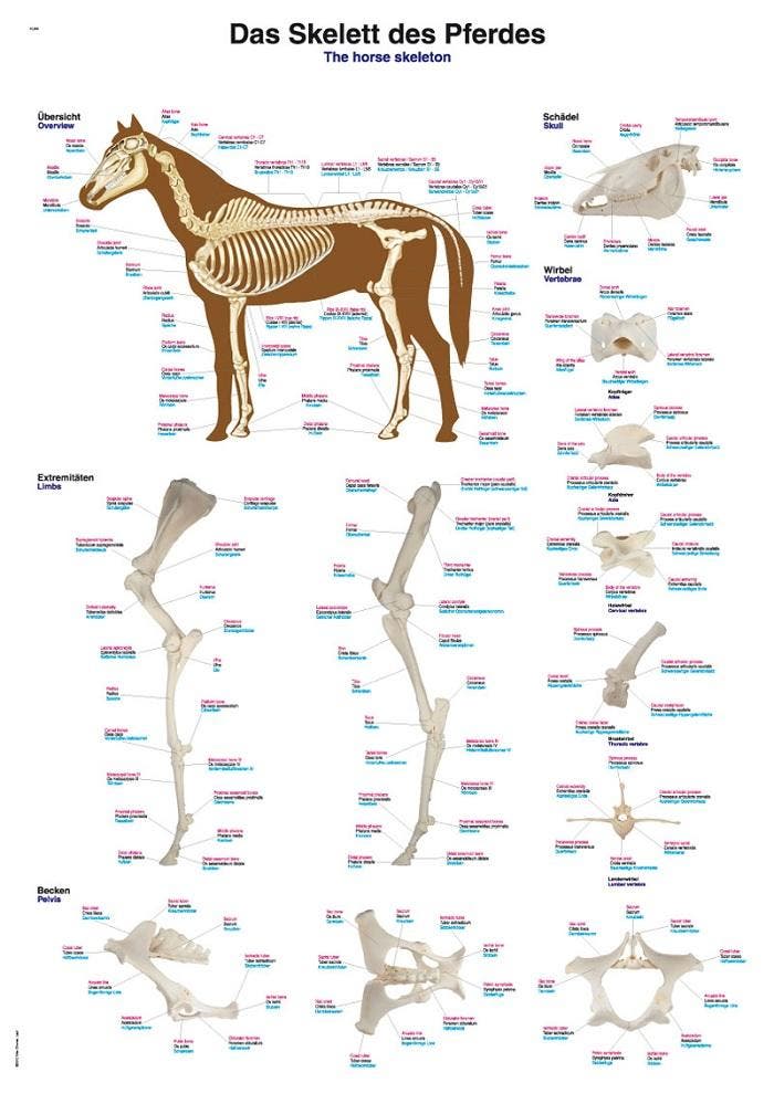 Anatomie poster skelet paard (papier, 50x70 cm) + ophang..., Sport en Fitness, Massageproducten