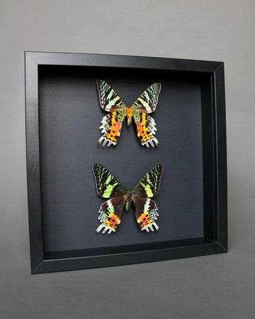 Vlinder Taxidermie volledige montage - Urania ripheus - 23